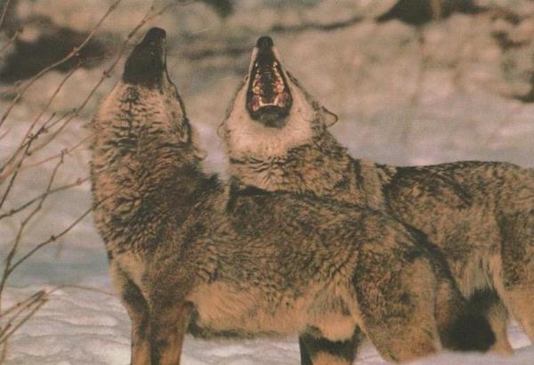 Wolfsgeheul: Heulende Wölfe verkünden ihre Anwesenheit, um unnötige Auseinandersetzungen mit Nachbarn zu vermeiden.